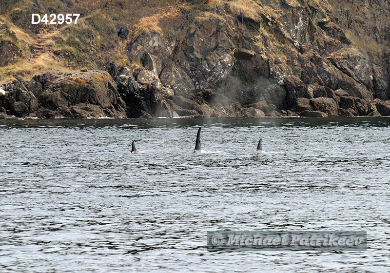 Killer Whale (Orcinus orca)